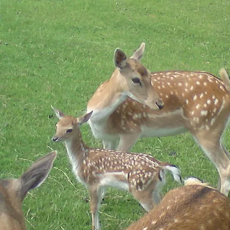 Vendégház Fleischmann